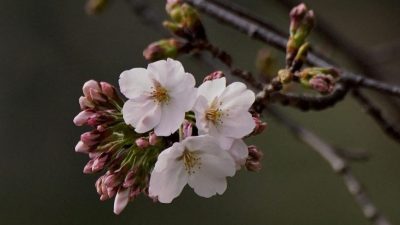 日企开发识别      AI相机保育老樱花树