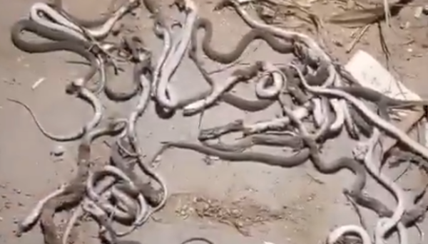 杀死一尾又冒出数十尾　男子住家惨变蛇窝“村民合力击毙52条蛇”