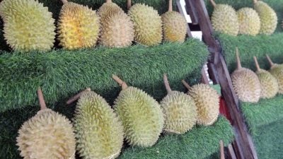 果王飘香引老饕  这波榴梿季量足价亲民