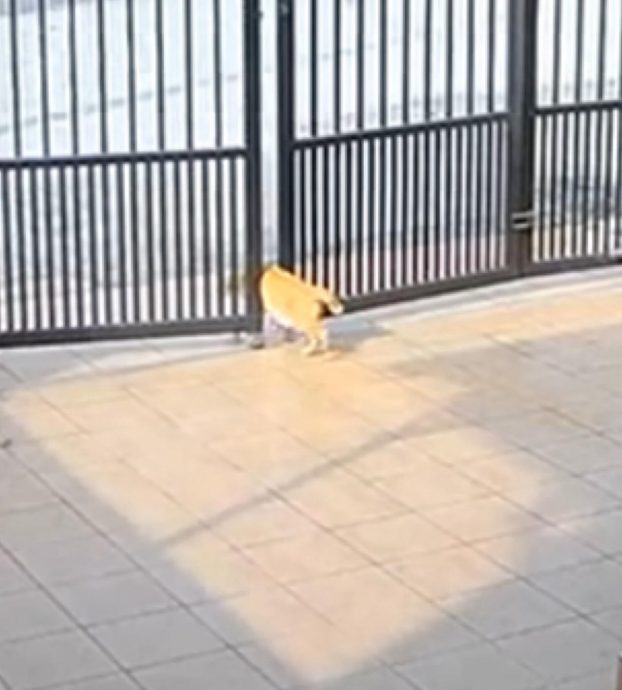 橘猫遭自动门夹毙引安全忧虑 网民吁加装感应器防悲剧