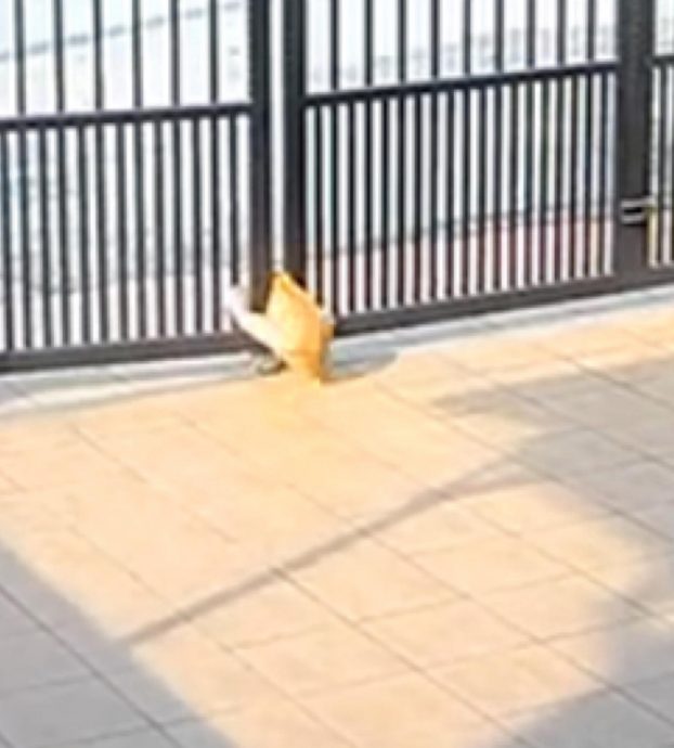 橘猫遭自动门夹毙引安全忧虑 网民吁加装感应器防悲剧