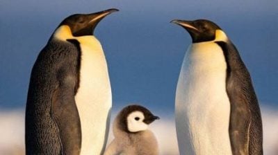 比最悲观评估还严重50%！南极皇帝企鹅族群 15年大减22%