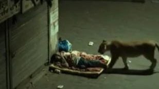 求真 | 视频|惊魂影片又是AI“杰作”！“ 狮子放过熟睡街友”是假的