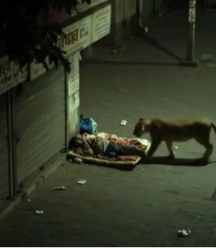 求真|视频|惊魂影片又是AI“杰作”！“狮子放过熟睡街友”是假的