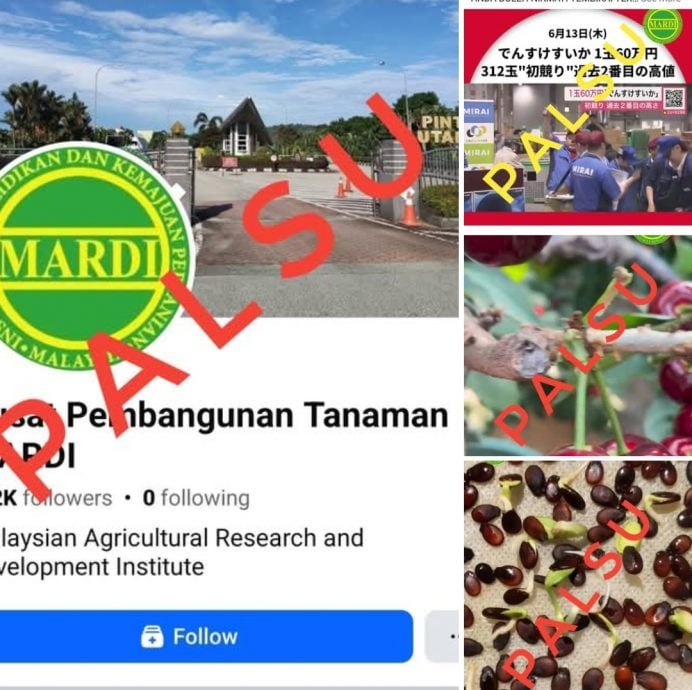 MARDI：遭盗标志设脸书专页   没售樱桃 西瓜苗种子