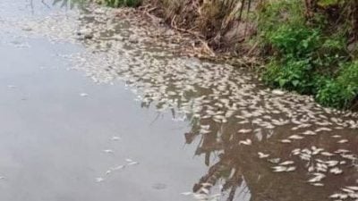 沙鲁：双怡杖大量死鱼 或因峇拉煎厂污染