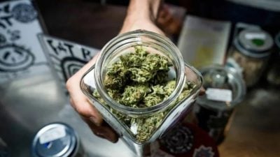 泰国拟重列麻醉类毒品  大麻仅限医疗用途