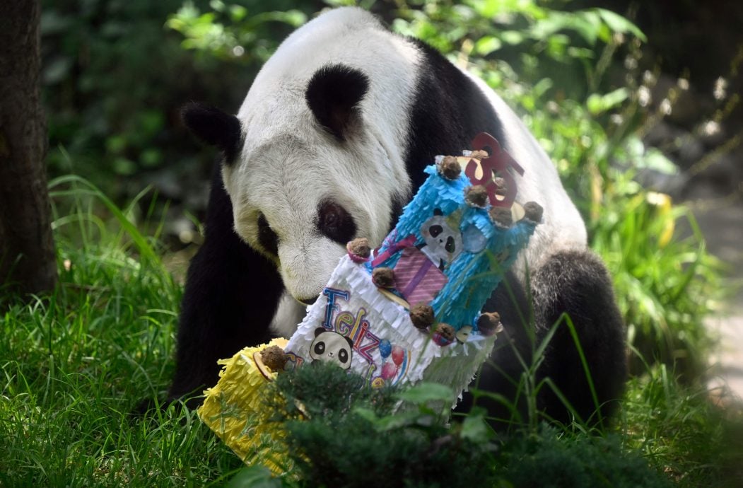 海外现存最长寿大熊猫“欣欣”在墨西哥城迎来35岁生日