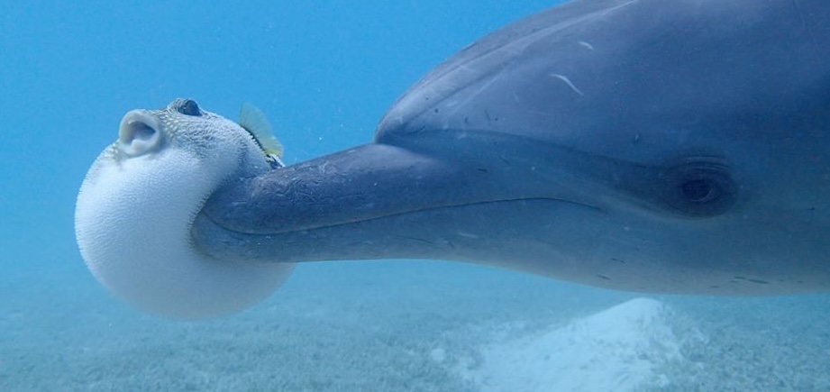 海豚海上旋转跳跃 竟是因为河豚毒素 