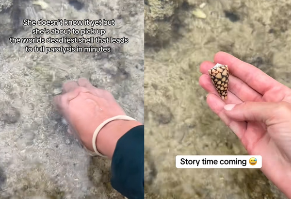 海边发现漂亮贝壳 女子捡到“最毒杀手”险丧命