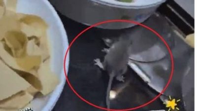 火锅店惊现老鼠狂奔！商场店家互甩锅 网怒：“老鼠还有户籍？”