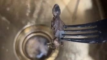 炸香蕉提拉米苏 竟“附送”炸壁虎！