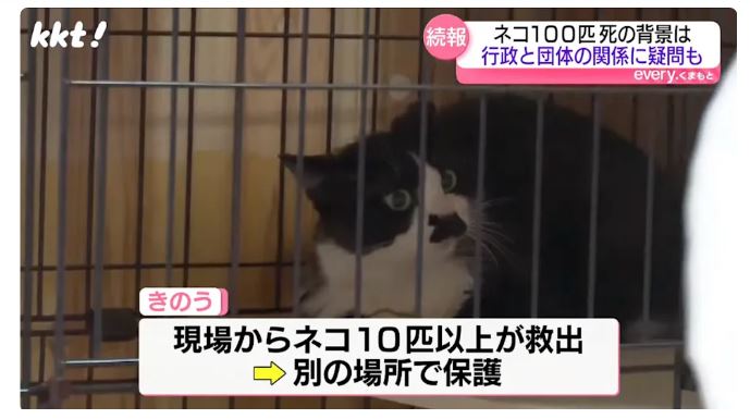 熊本一住家发现逾百猫尸  户主竟是动物保护志愿者 