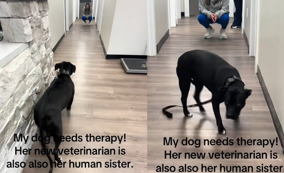 狗狗发现兽医是姐姐!
