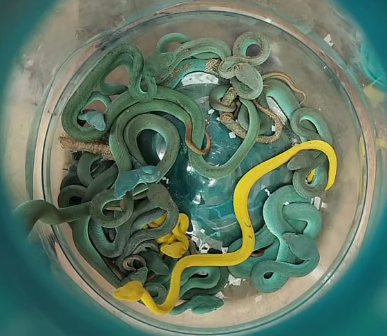 现实版《航班蛇患》走私犯携带44条毒蛇上机被捕