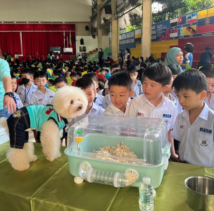 生命教育进校园 三德小学携手动保协会办“动物小英雄”讲座