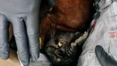 病重猫咪装箱丢垃圾堆 猫主被骂翻：为何不送收容所？