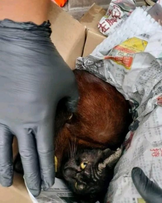 病重猫咪装箱丢垃圾堆 猫主被骂翻：为何不送收容所？