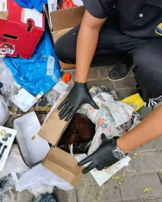 病重猫咪装箱丢垃圾堆 猫主被骂翻：为何不送收容所？