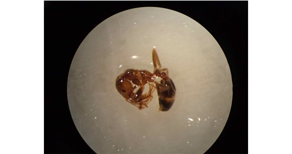 看世界)日本横滨发现2150只可致命红火蚁　来自中国货柜