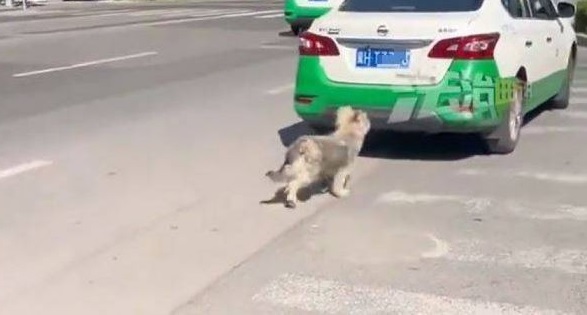 **看世界（只供网）**被无情弃养！毛孩留原地苦等主人　看到德士就追