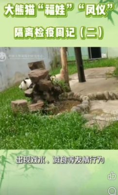 福娃凤仪返国后适应良好 凤仪出现发情迹象