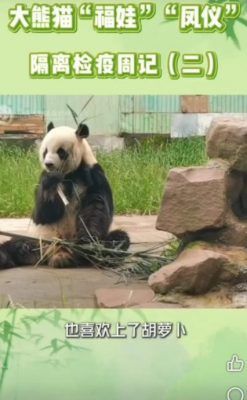 福娃凤仪返国后适应良好 凤仪出现发情迹象