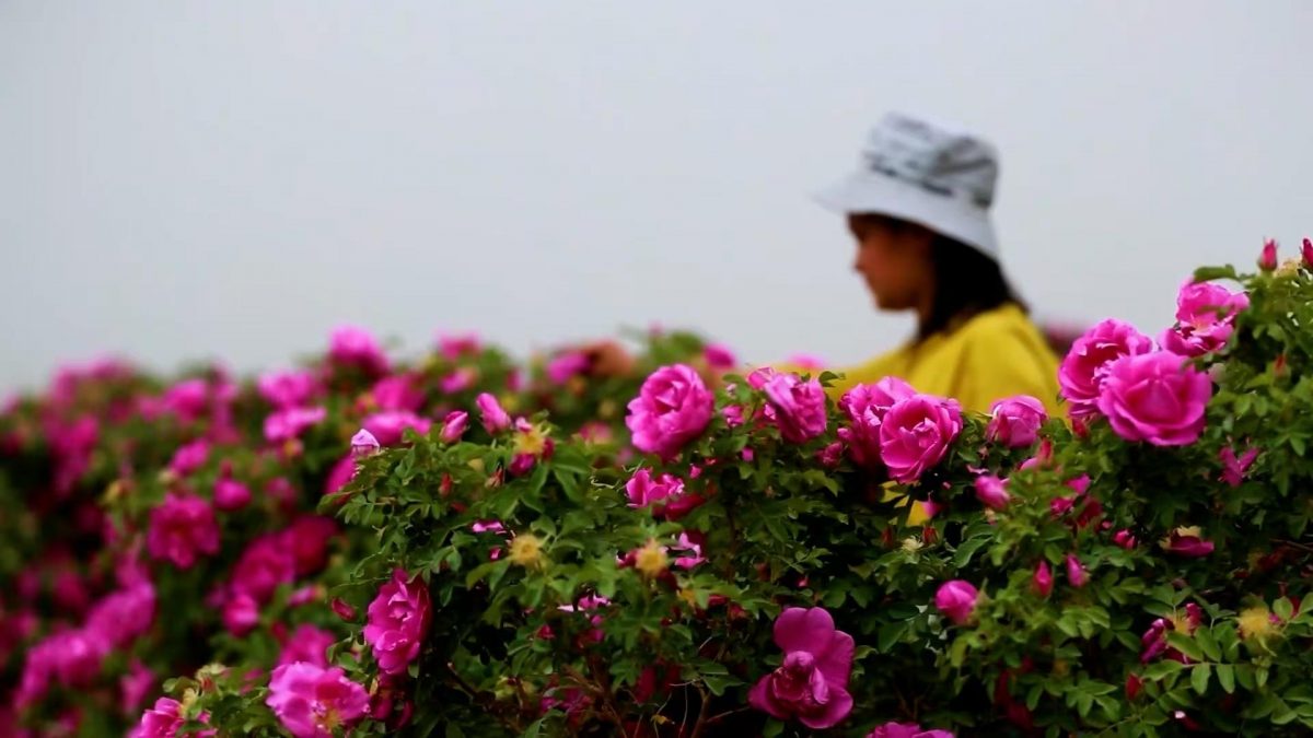 绿量配图 「点沙成金」!生态改善沙漠变玫瑰花海