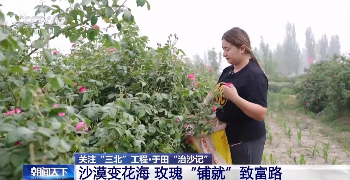 绿量配图 「点沙成金」!生态改善沙漠变玫瑰花海