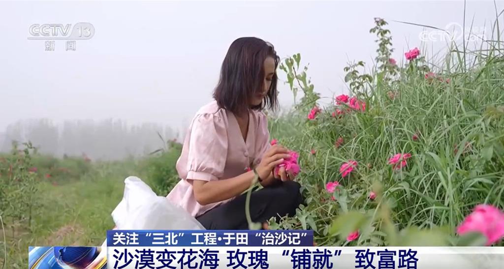 绿量配图 「点沙成金」!生态改善沙漠变玫瑰花海