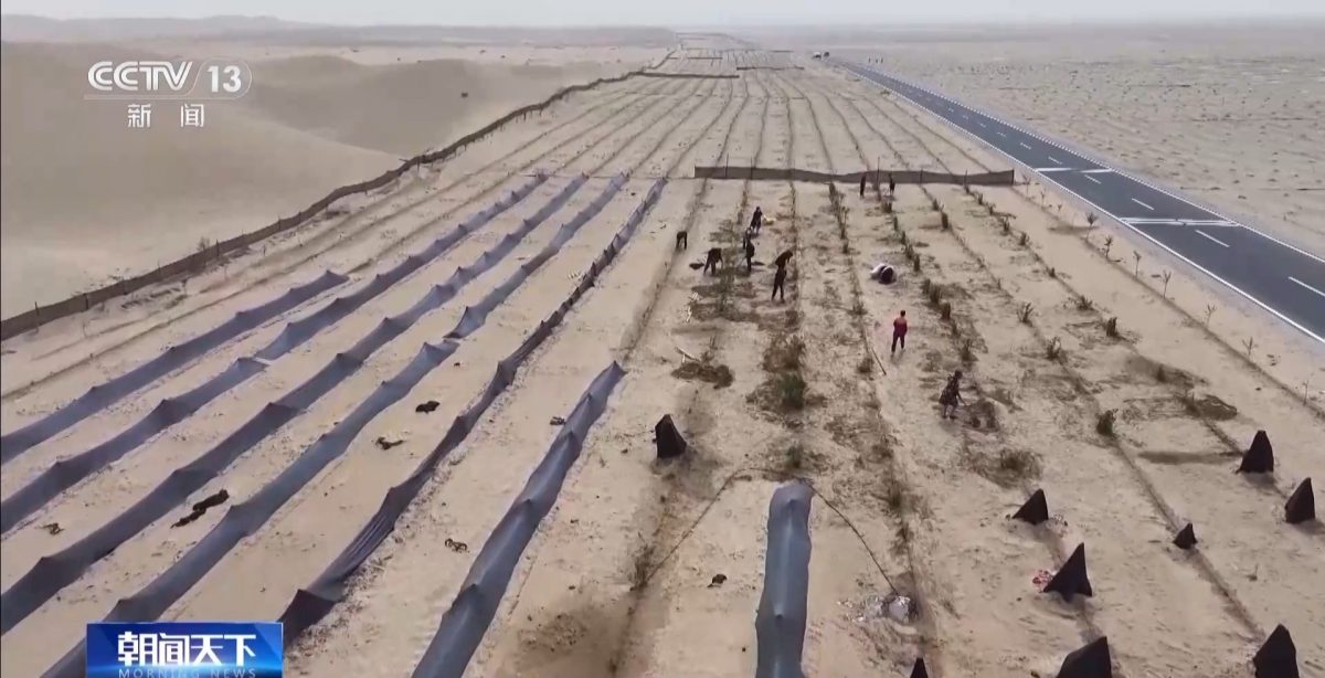 绿量配图 「点沙成金」!生态改善沙漠变玫瑰花海