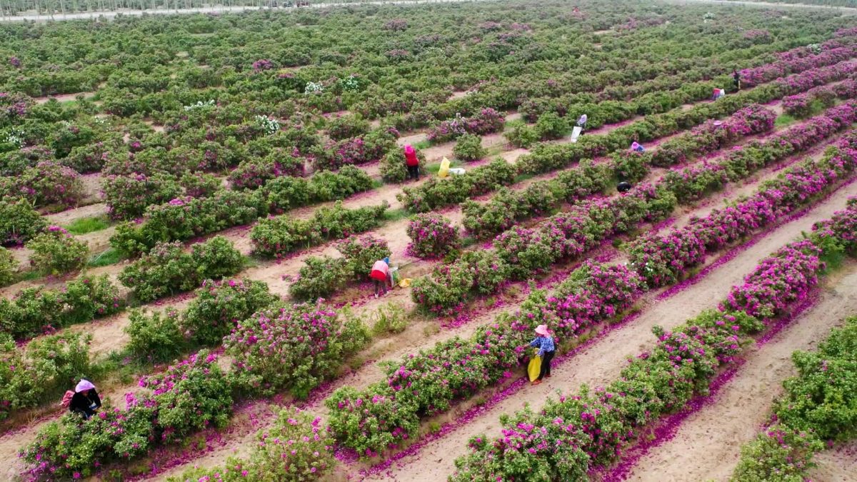 绿量配图 「点沙成金」!生态改善沙漠变玫瑰花海