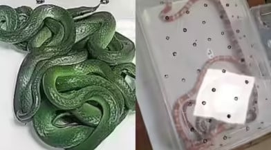 航班蛇患3?印度本月第三宗 走私者托运活蛇被捕