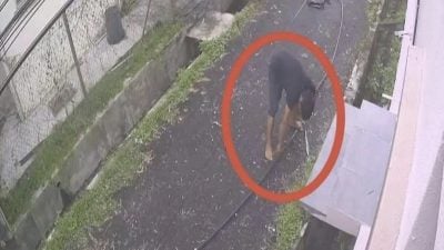 视频| 蕉赖皇冠城出现独行匪 4天两度偷电缆