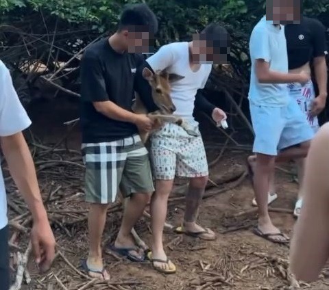 虐待动物!青年围捕梅花鹿拍照挨轰