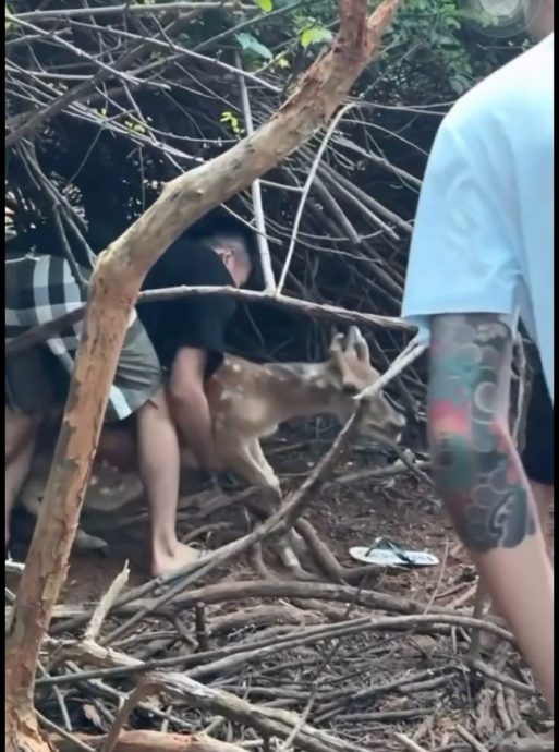 虐待动物!青年围捕梅花鹿拍照挨轰