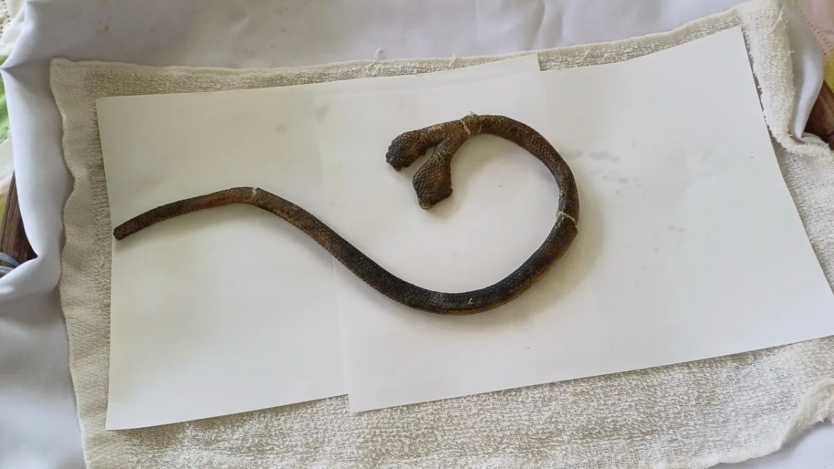 衣柜惊见双头蛇尸体 妇女欲制成标本祭拜