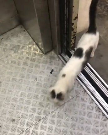 视频|“我家在二楼哦!” 喵星人搭电梯回家萌翻网民