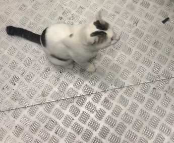 视频|“我家在二楼哦!” 喵星人搭电梯回家萌翻网民