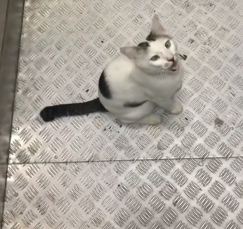 视频|“我家在二楼哦!” 喵星人搭电梯回家萌翻网民