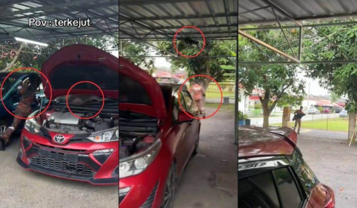 视频|不怕火场却怕猴子？ 消拯员被“猴袭”吓到落荒逃