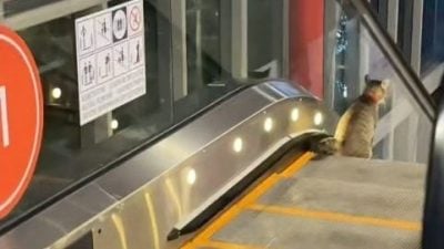 视频 | 不满被“搭讪”转身搭手扶梯 小猫咪“这”举动被赞可爱