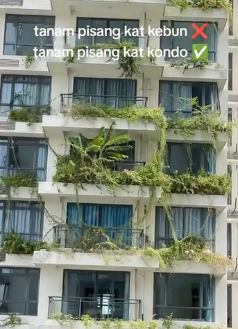 视频|住公寓不能耕种? 这家阳台种了2棵香蕉树!