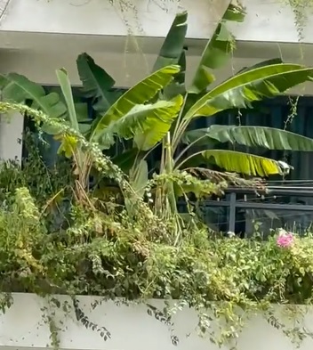 视频|住公寓不能耕种? 这家阳台种了2棵香蕉树!