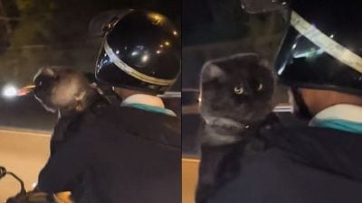 视频| 单手抱猫咪骑摩托兜风 网忧爱猫也要顾好安全