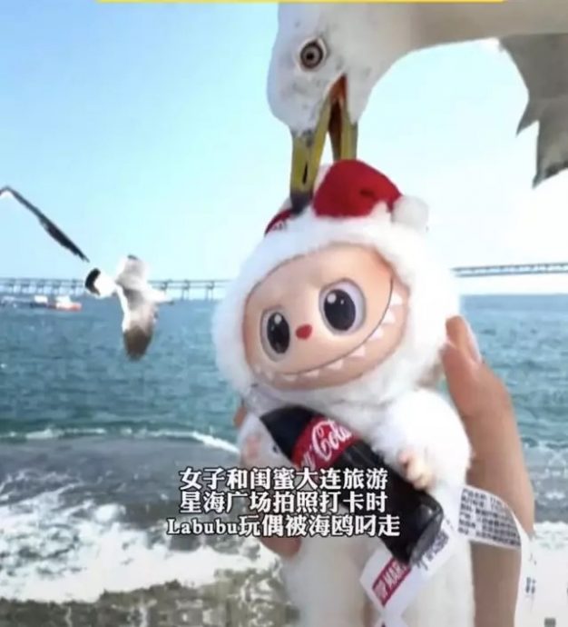 视频|女子旅游带Labubu海边打卡 遭海鸥误为食物叼走扔下海