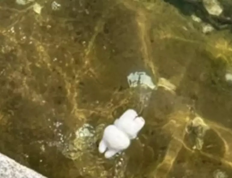 视频|女子旅游带Labubu海边打卡 遭海鸥误为食物叼走扔下海