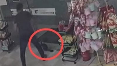 视频 | 爱猫被顾客顺手“牵”走 主人上网呼救终找回