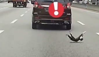 视频|猫真有九条命? 车底掉落翻滚数圈虎口逃生