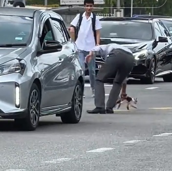 视频|猫真有九条命? 车底掉落翻滚数圈虎口逃生